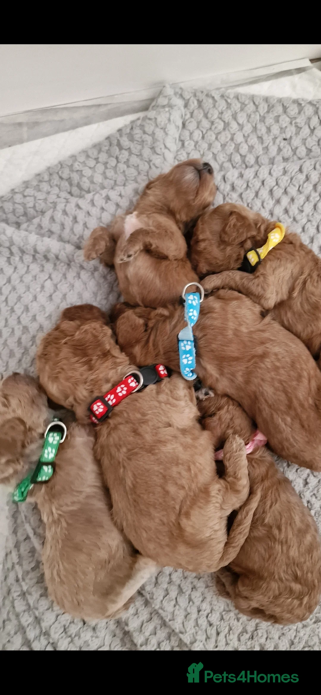 Toy Poodle dogs for stud: toy poodle short notice DNA  tested clear PRA £125 in Nottingham - Advert 14