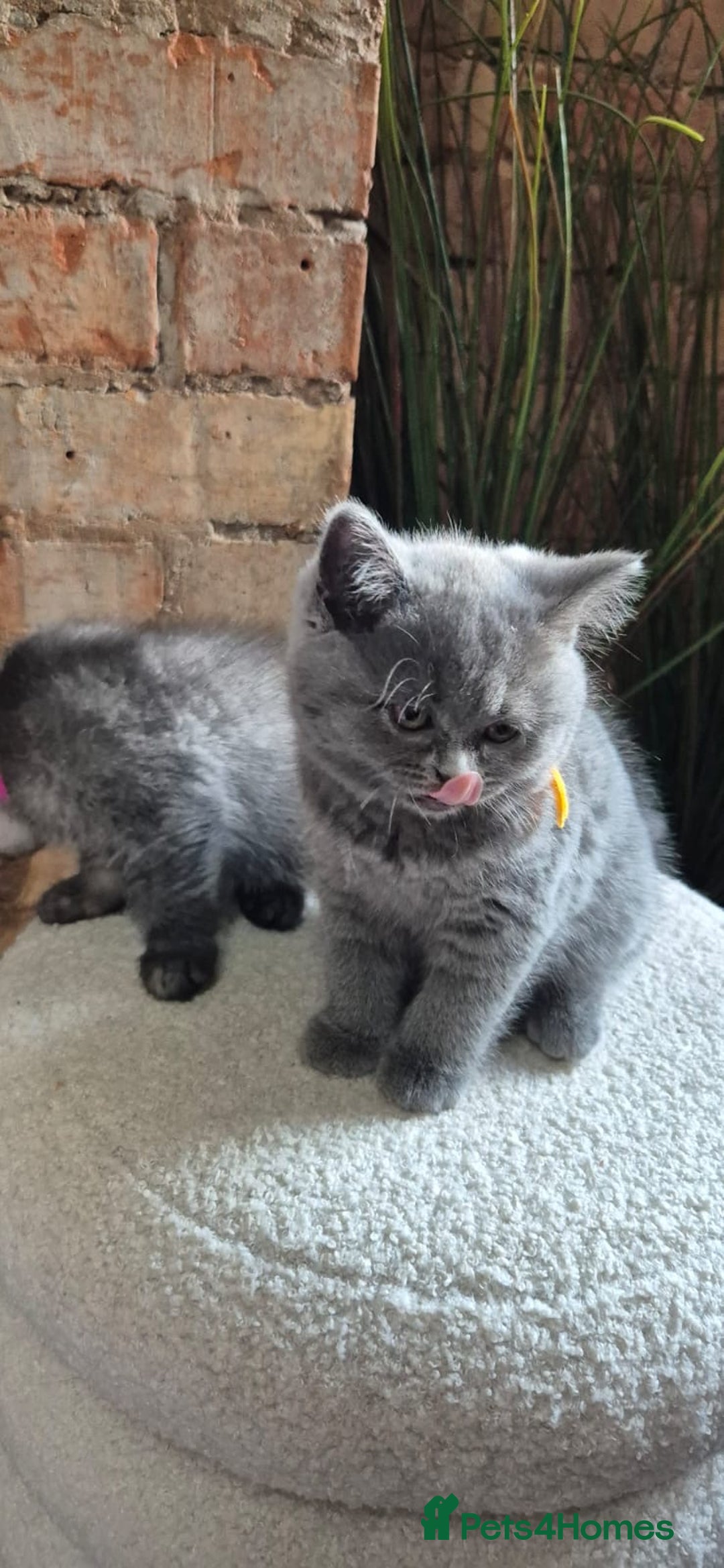 Scottish Fold cats for sale: Adorable Scottish Fold and Straight Kittens  - Image 6