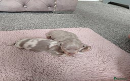 Miniature Dachshund dogs for sale: 3 beautiful minature dachshunds - Image 3