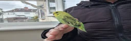 Budgerigars birds for sale: Super hand tamed baby budgies  - Advert 14