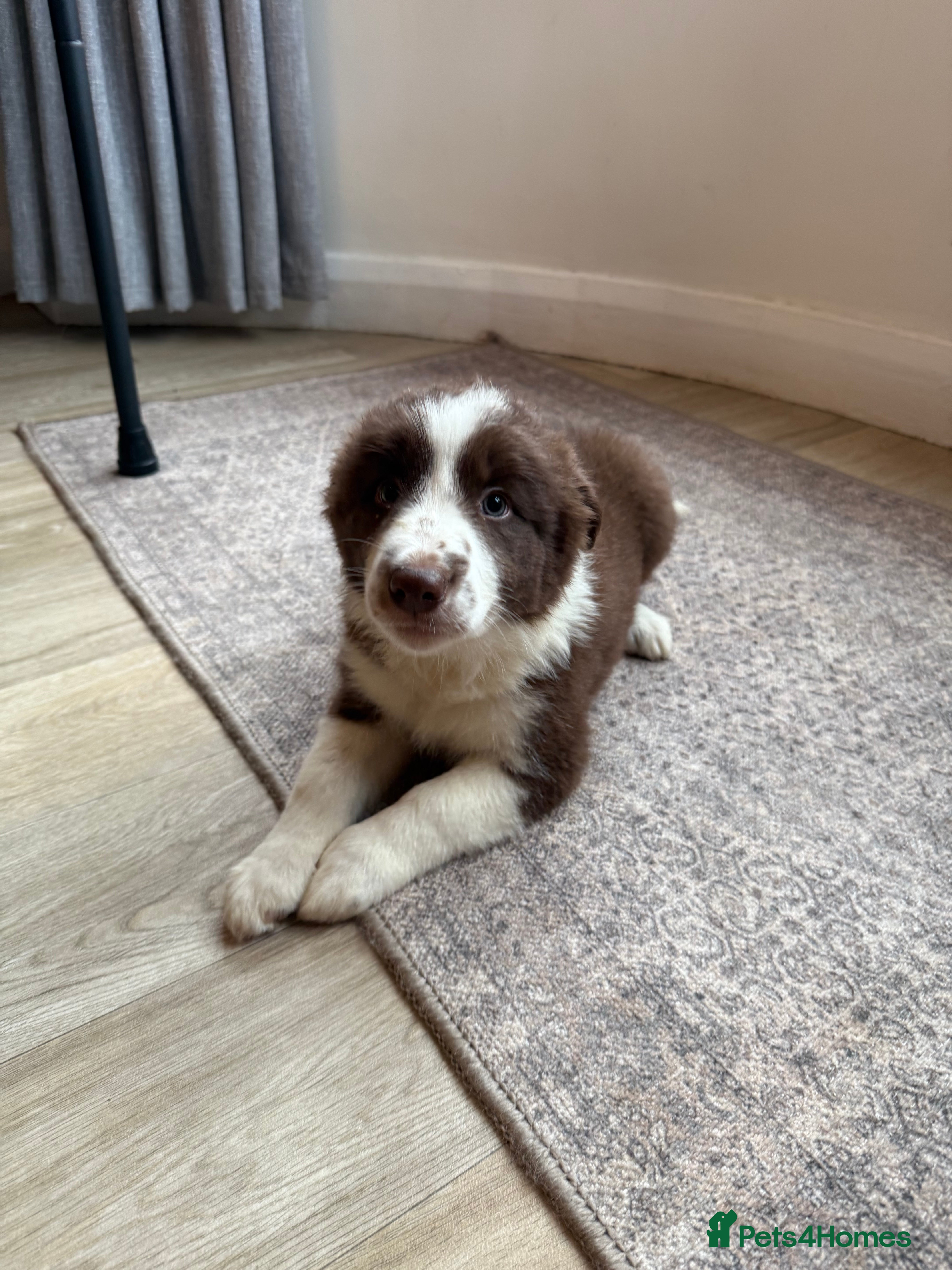 Border Collie dogs 3 traditional long haired boys  - Advert 1