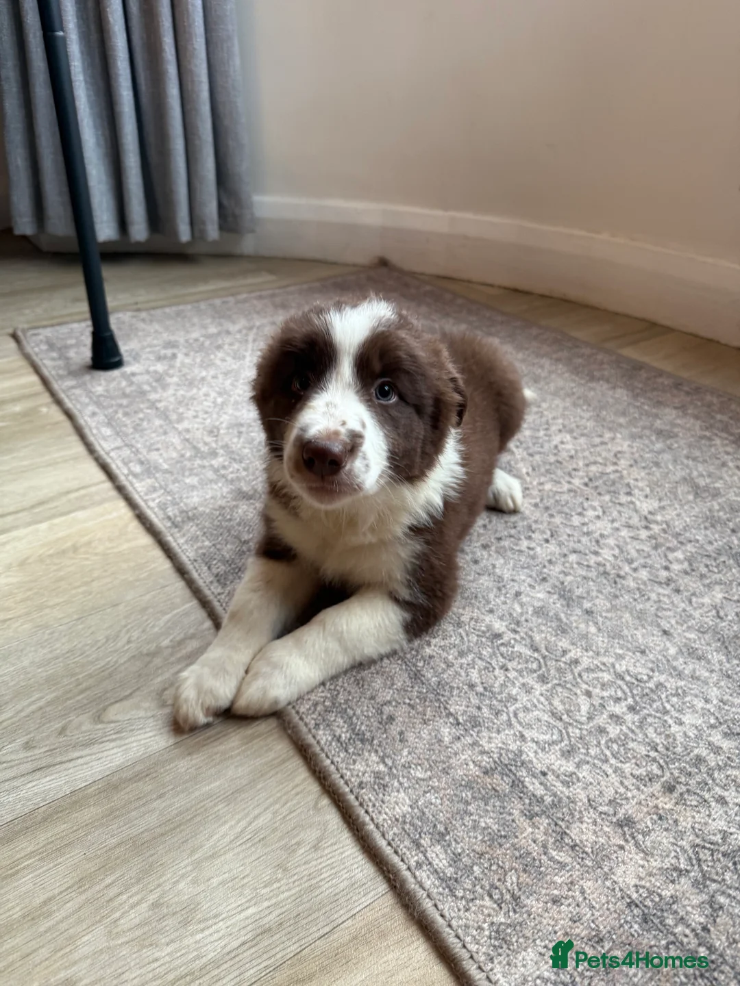 Border Collie dogs for sale: 3 traditional long haired boys  - Advert 1