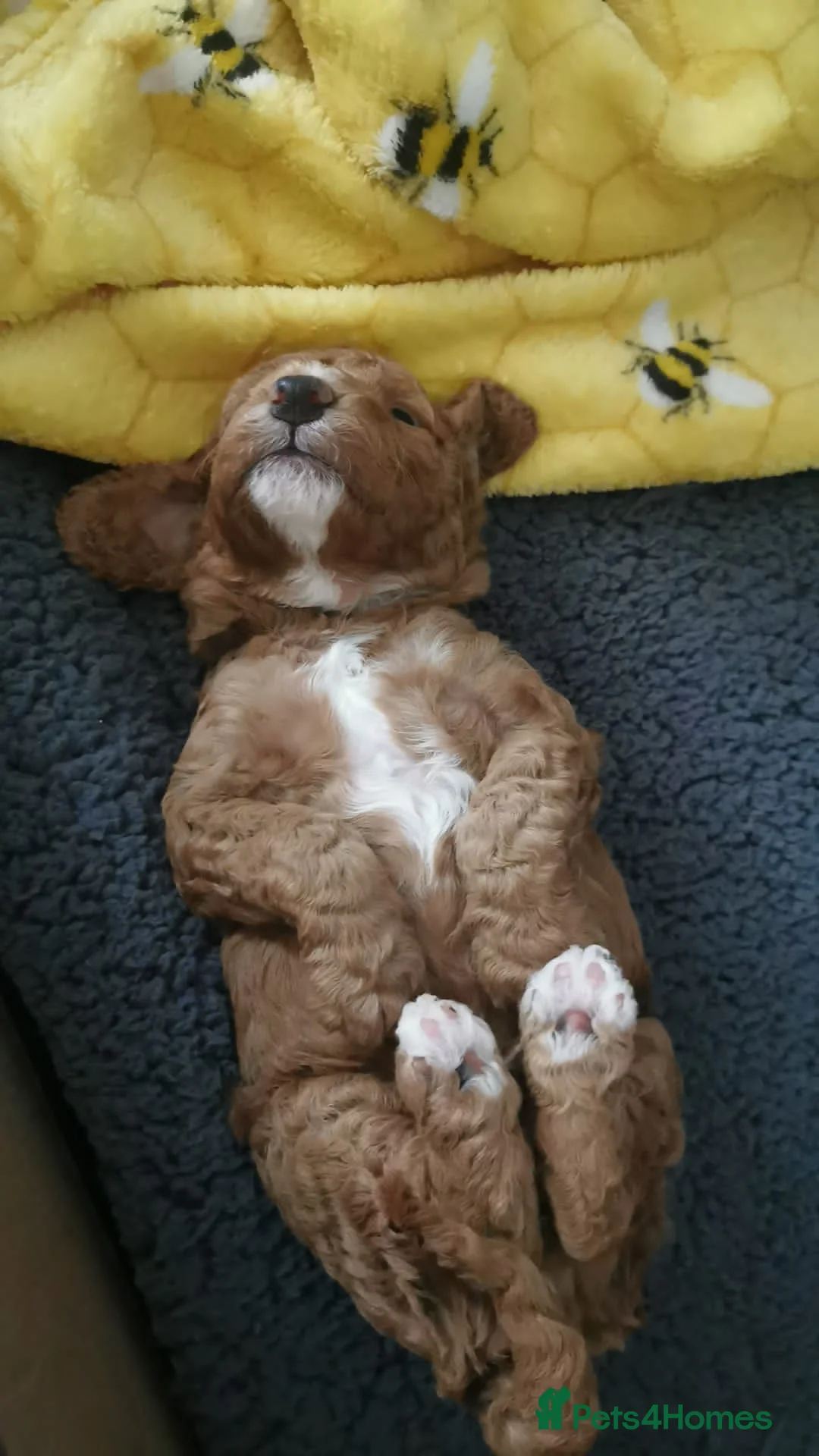 Toy Poodle dogs for stud: KC registered. GENETIC & HEALTH TESTED. in Wigan - Advert 33