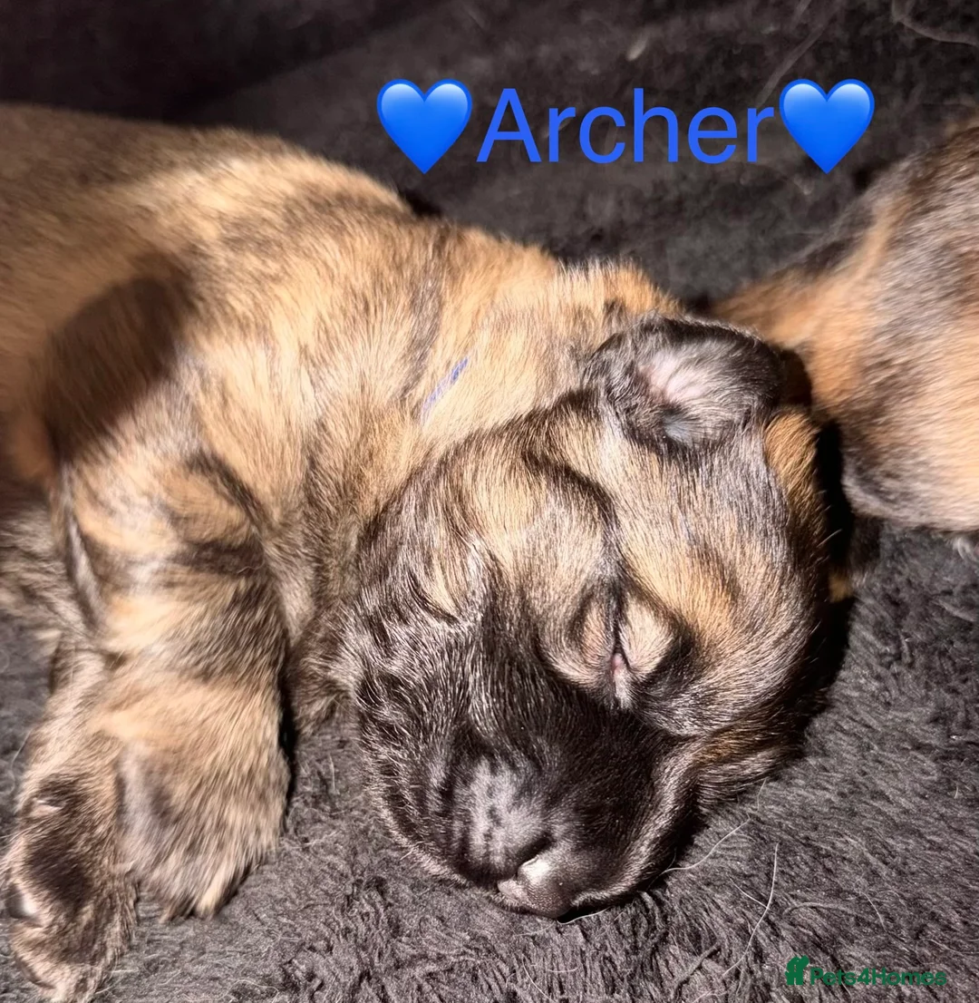German Shepherd dogs for sale: 🐶🐶German Shepherd Puppies🐶🐶 - Advert 4