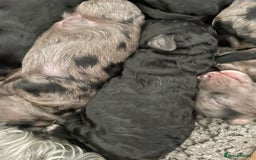 Cavapoo dogs for sale: Gorgeous blue merles & blacks cavapoo puppies  - Image 7