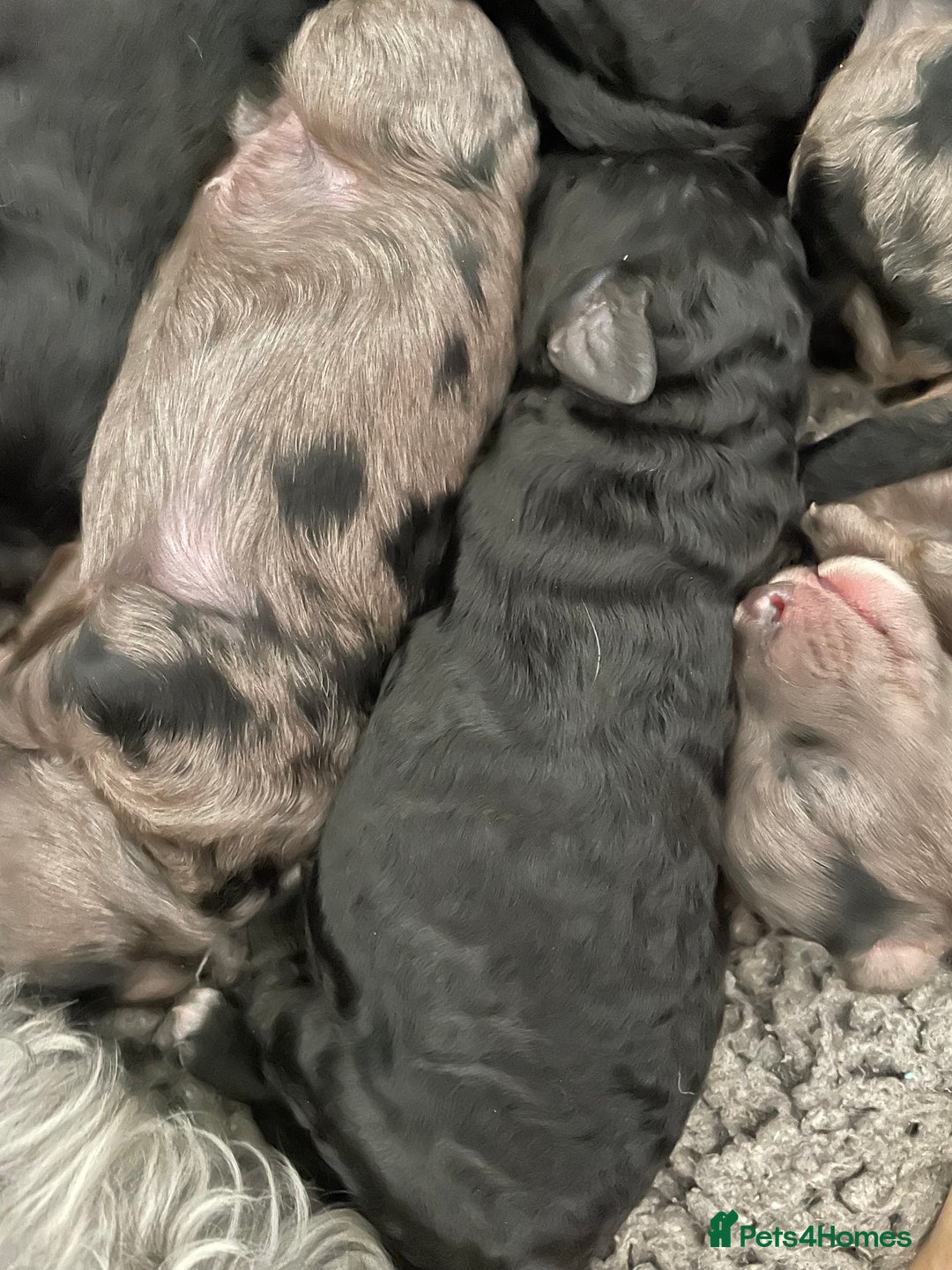 Cavapoo dogs for sale: Gorgeous blue merles & blacks cavapoo puppies  - Image 7