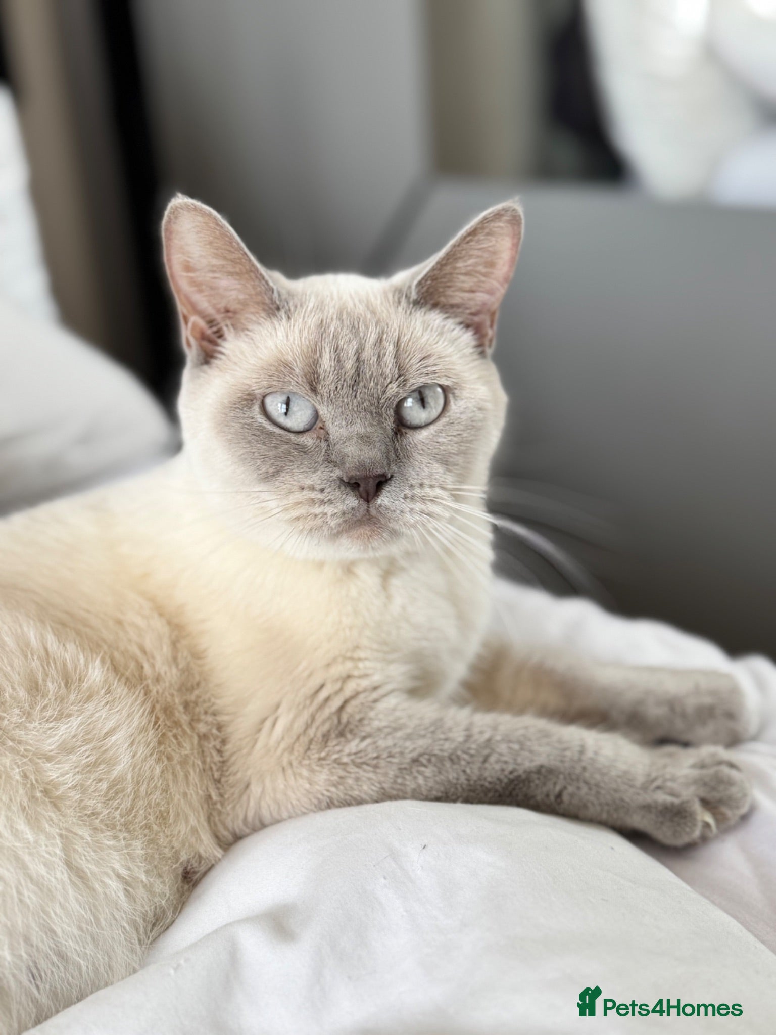 British Shorthair cats Fluffy BSH Kittens READY NOW - Advert 2