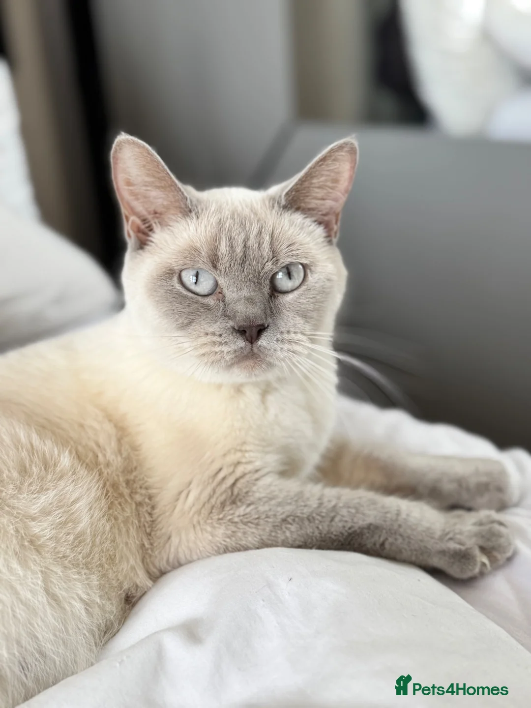 British Shorthair cats for sale: Fluffy BSH Kittens READY NOW - Advert 2