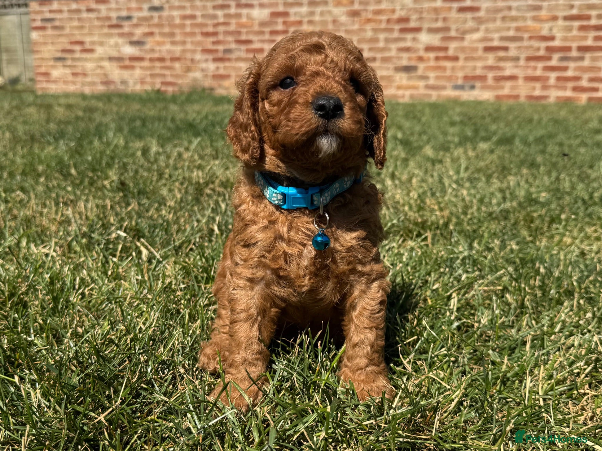 Cavapoo dogs 🐾 F1b male cavapoo 🐾 - Advert 1