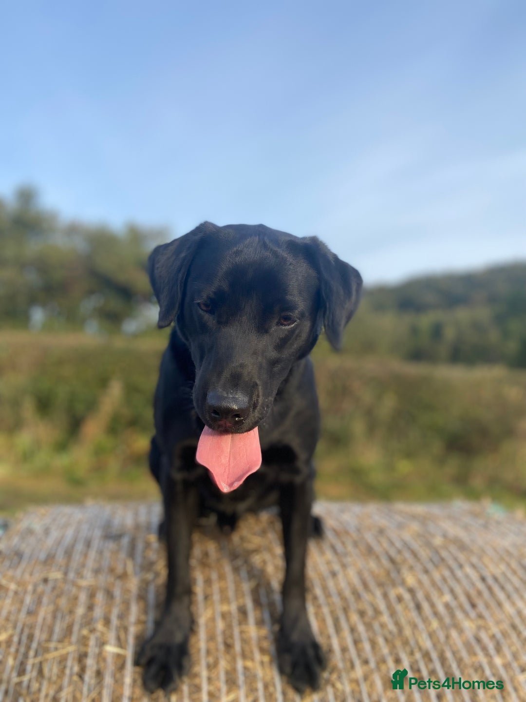 Labrador Retriever dogs for stud: KC Registered Black Lab For Stud in Scarborough - Advert 3