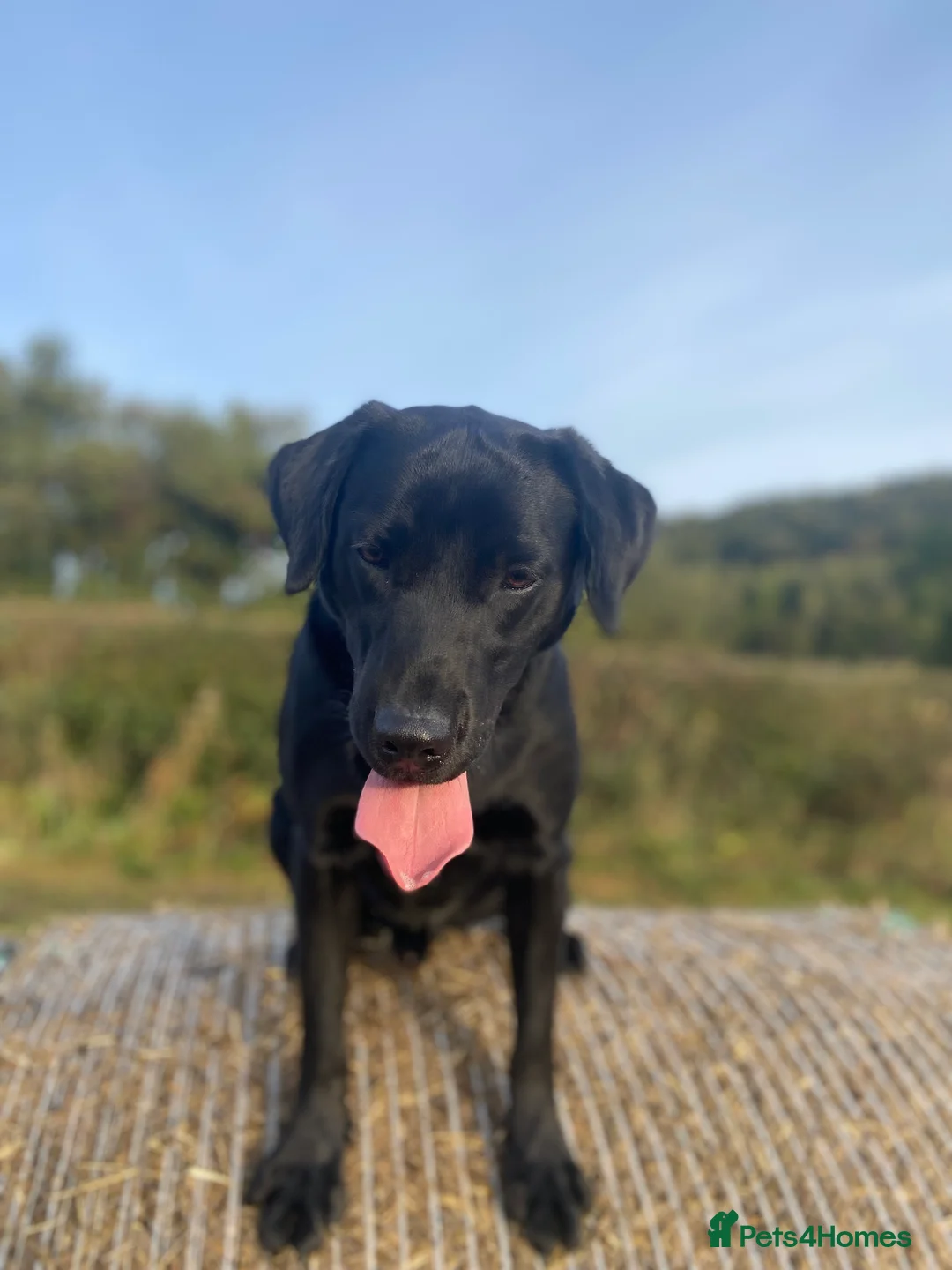Labrador Retriever dogs for stud: KC Registered Black Lab For Stud in Scarborough - Advert 3