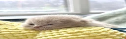 British Shorthair cats for sale: 100% PURE 1 SILVER BOY+1 SILVER GIRL LEFT - Advert 21