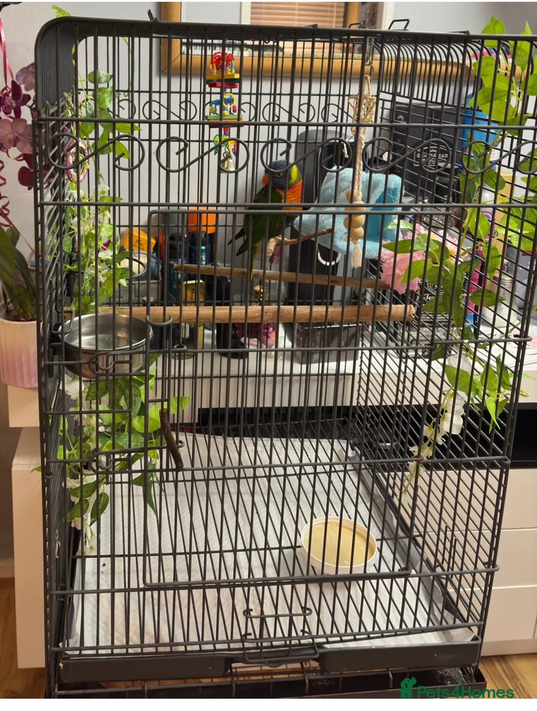 Lories birds for sale: For sale in Birmingham - Advert 3