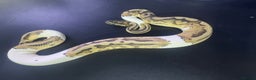 Snake reptiles for sale: Ball/royal pythons - Advert 3