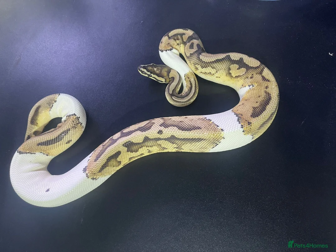 Snake reptiles for sale: Ball/royal pythons - Advert 3