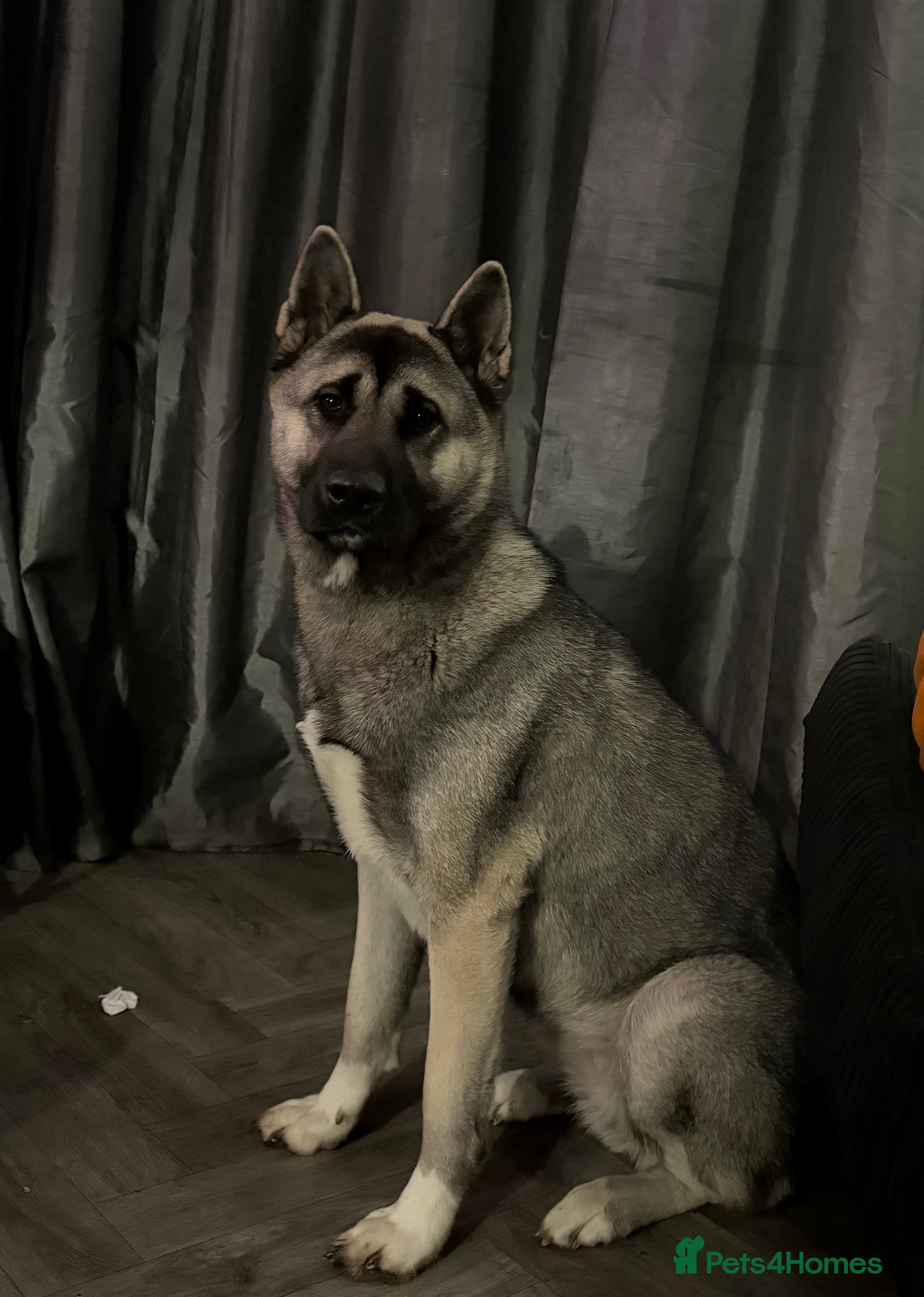 Akita dogs  Loving Home Needed for My Beautiful Girl  - Advert 5