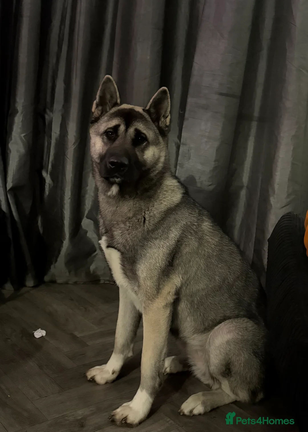 Akita dogs for sale:  Loving Home Needed for My Beautiful Girl  - Advert 1