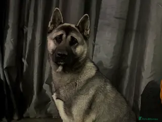 Akita dogs Loving Home Needed for My Beautiful Girl - Advert 5