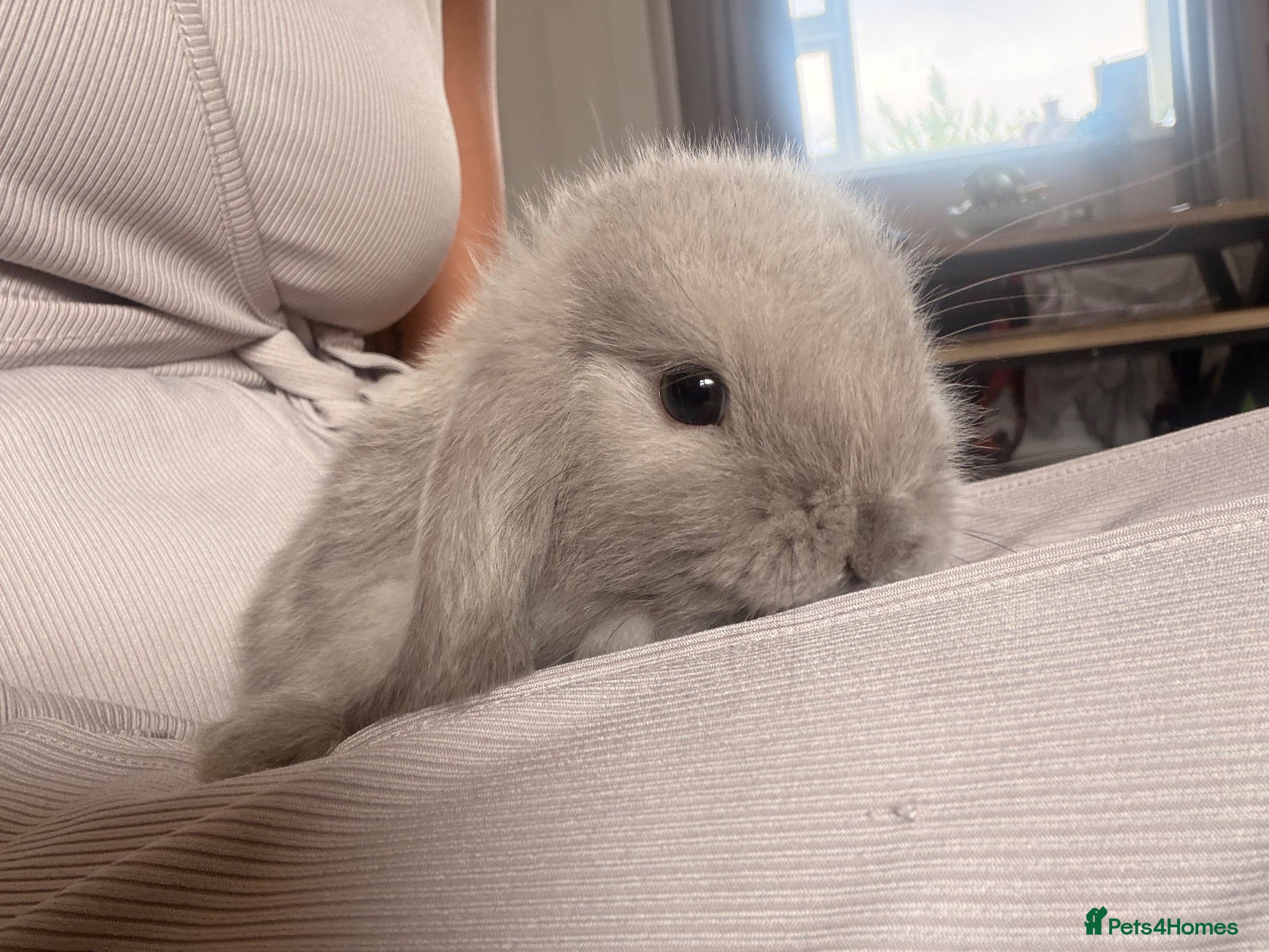 Mini Lop rabbits Amazing mini lop babies  - Advert 1