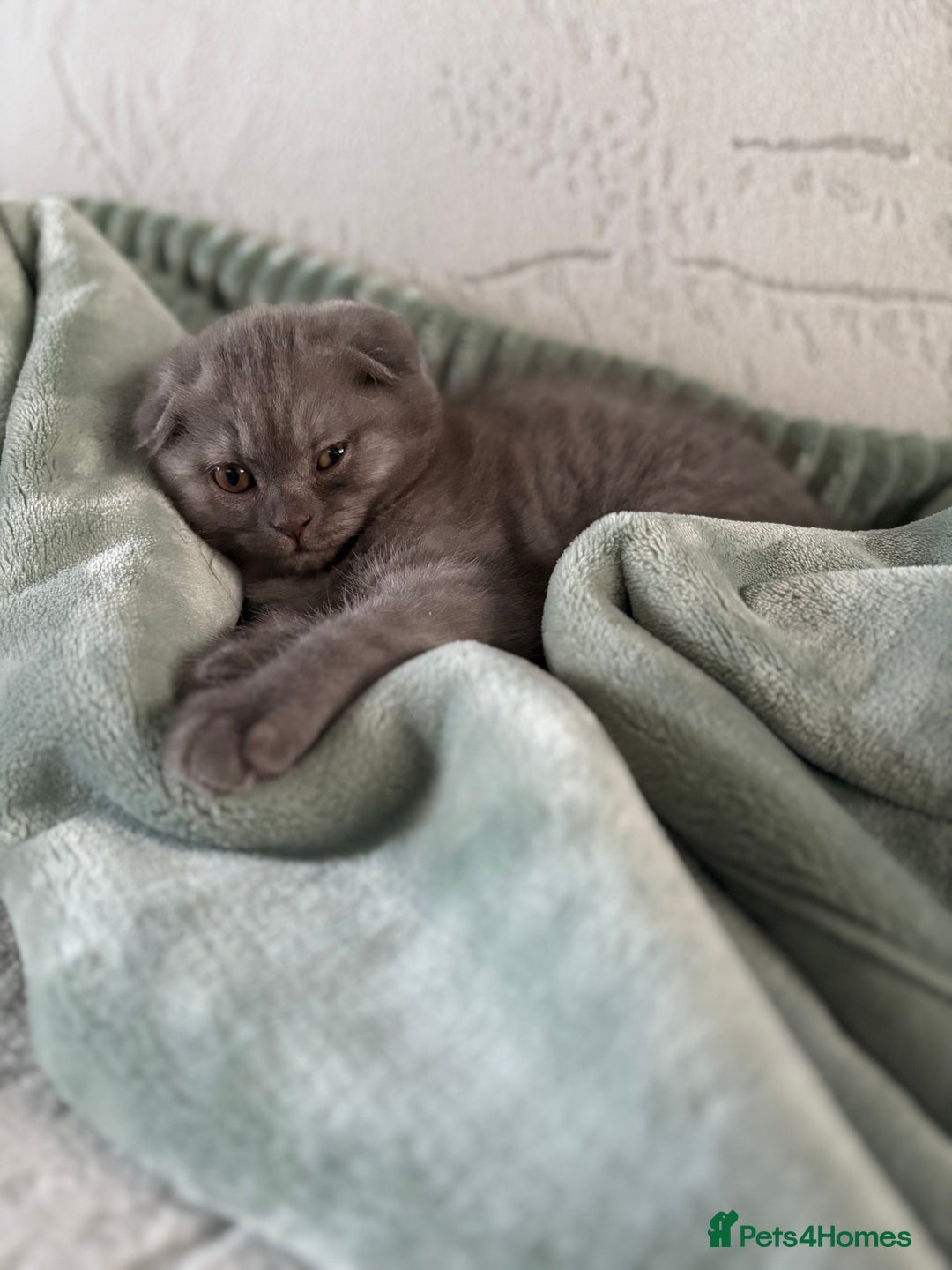 Scottish Fold cats for sale: Scottish Fold kitten - Advert 18