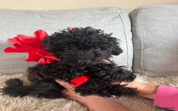 Cavapoo dogs for sale: Beautiful F1BB Cavapoo Girl - Image 6