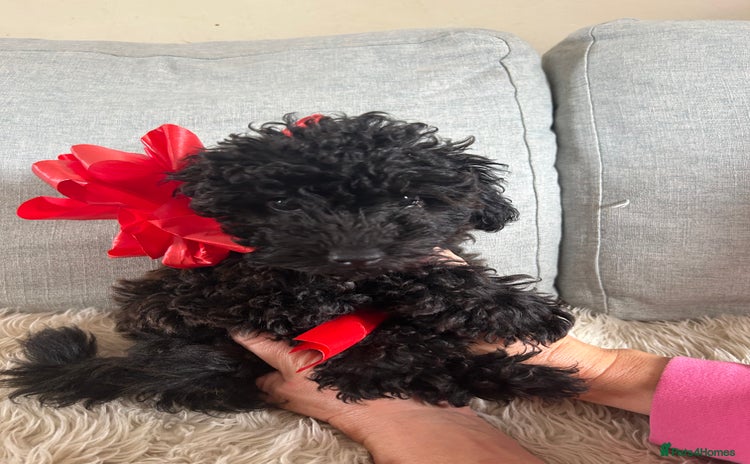 Cavapoo dogs - Advert 2