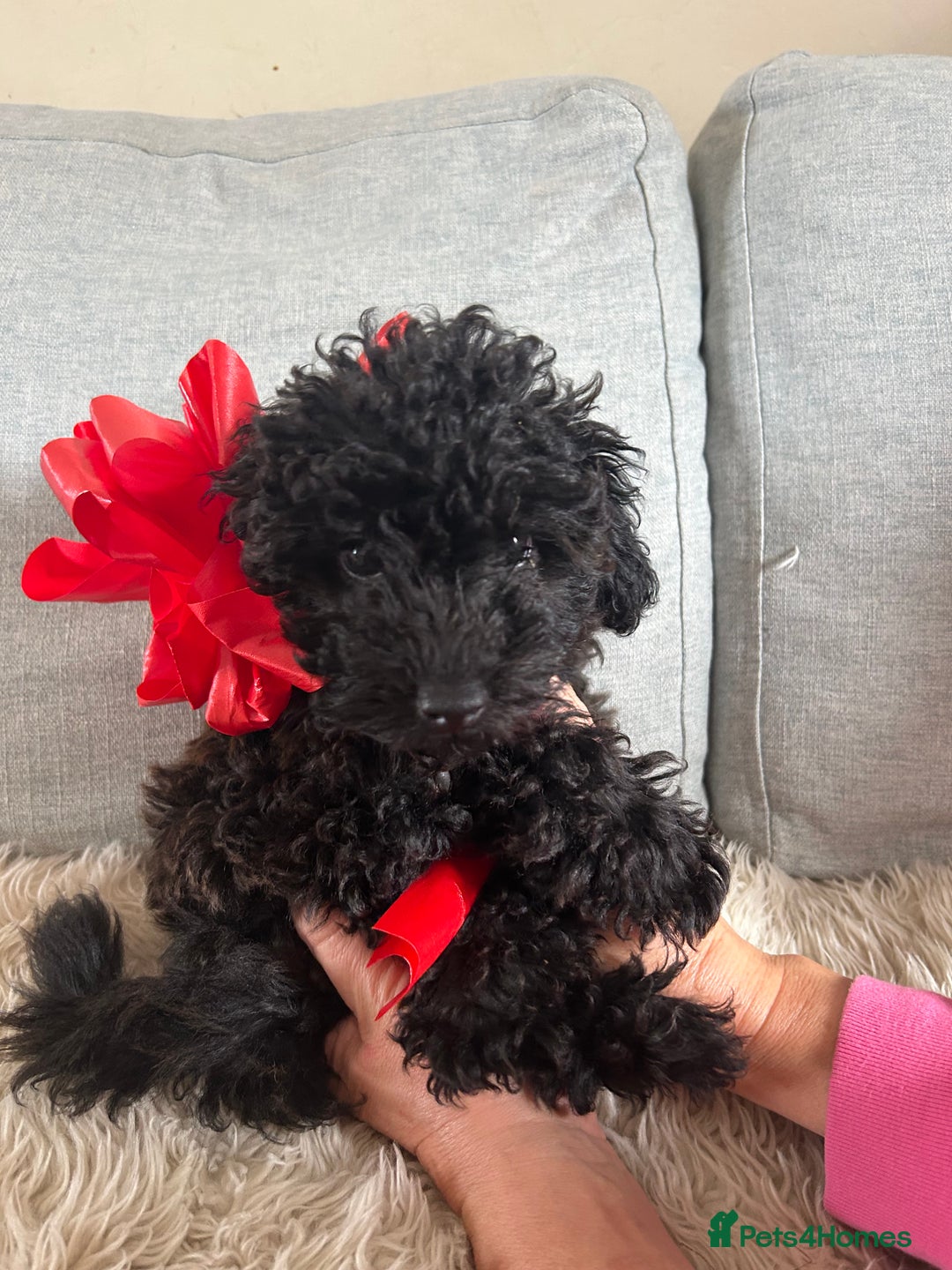 Cavapoo dogs for sale: Beautiful F1BB Cavapoo Girl - Image 6