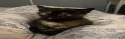 Siamese cats for sale: Siamese mixed kittens  - Advert 16