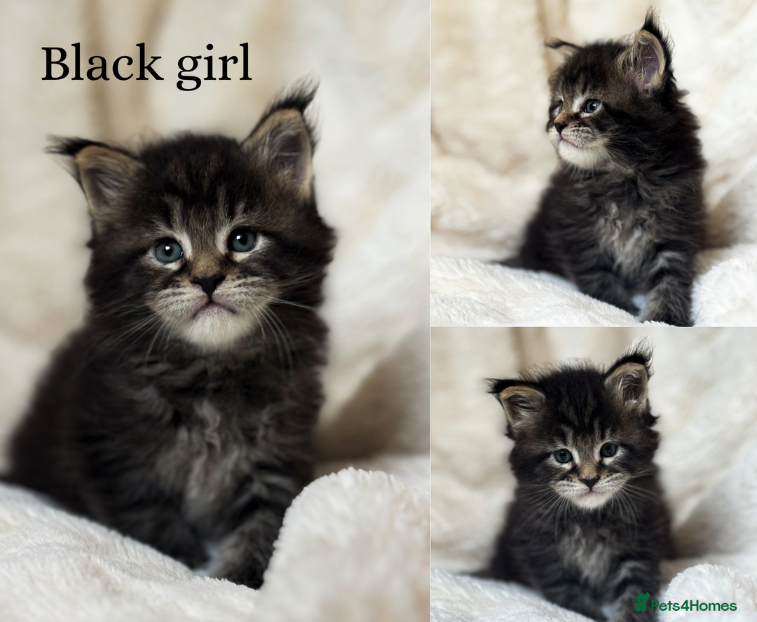 Maine Coon cats for sale: KING-SIZE MAINE COON CUBS HEALTH TESTED - Image 2