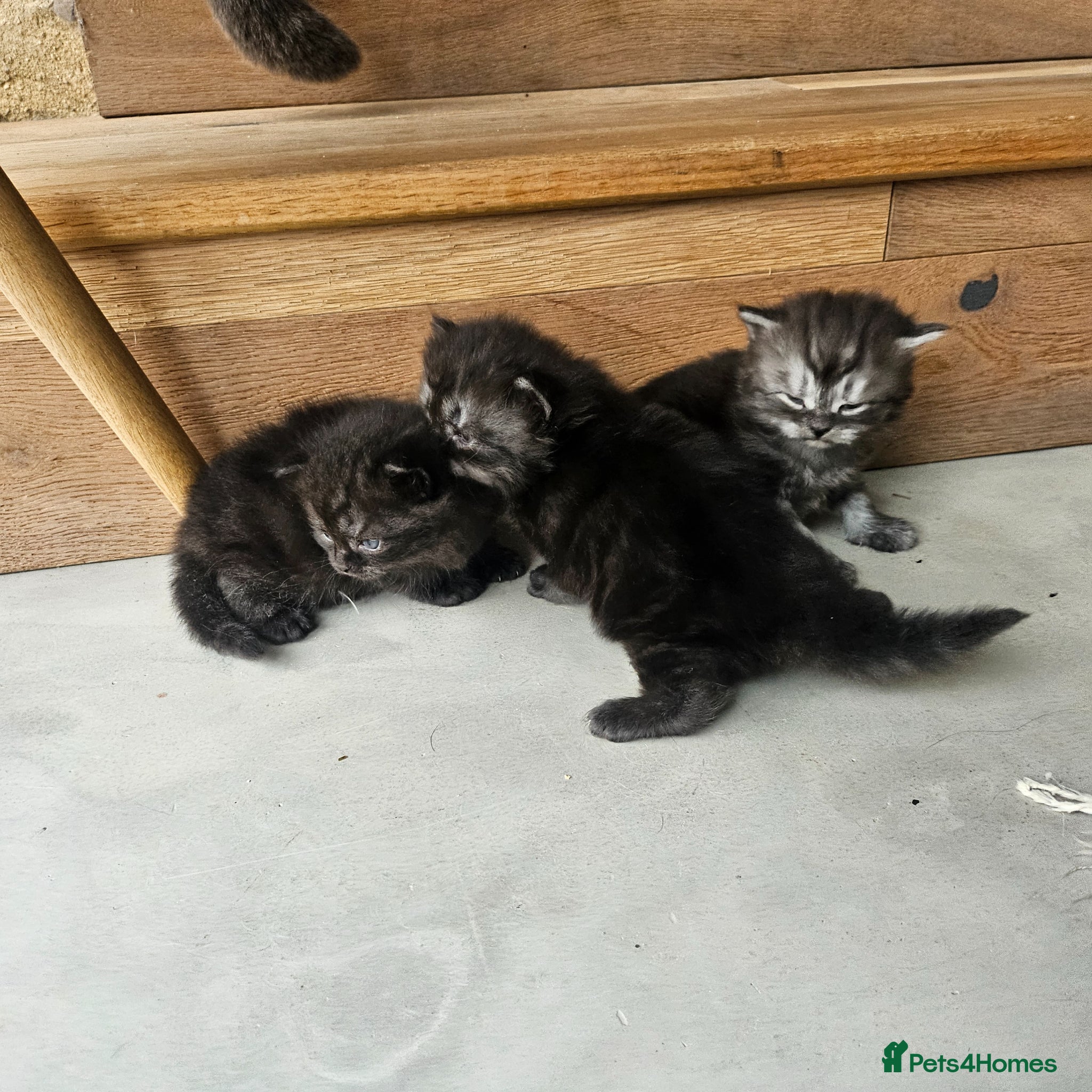 Persian cats for sale: Persian x kittens in Crewkerne - Advert 11