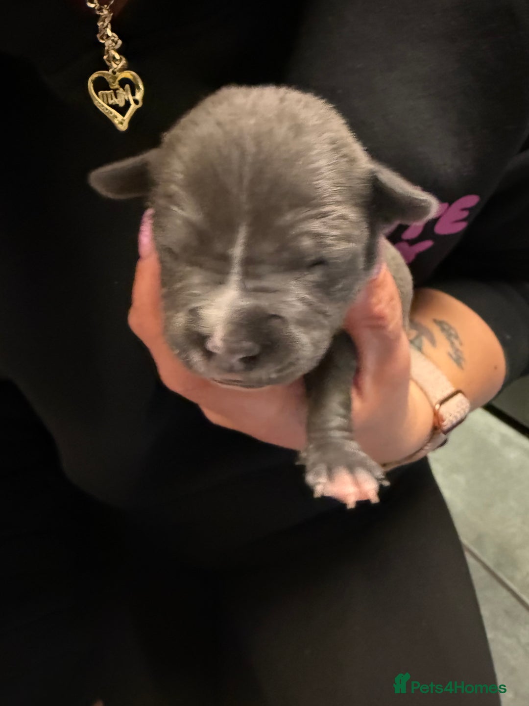 Staffordshire Bull Terrier dogs for sale: Blue Staffordshire bull terrier staffy  - Advert 3