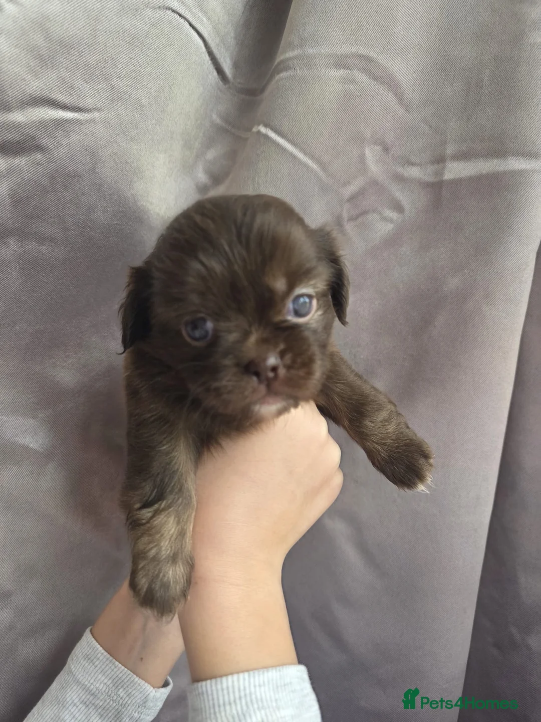 Shih Tzu dogs for sale: 5 adorable Shihtzu puppies  - Advert 18