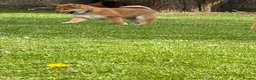 Japanese Shiba Inu dogs for sale: Quality chunky Shiba Inu puppies - Advert 6