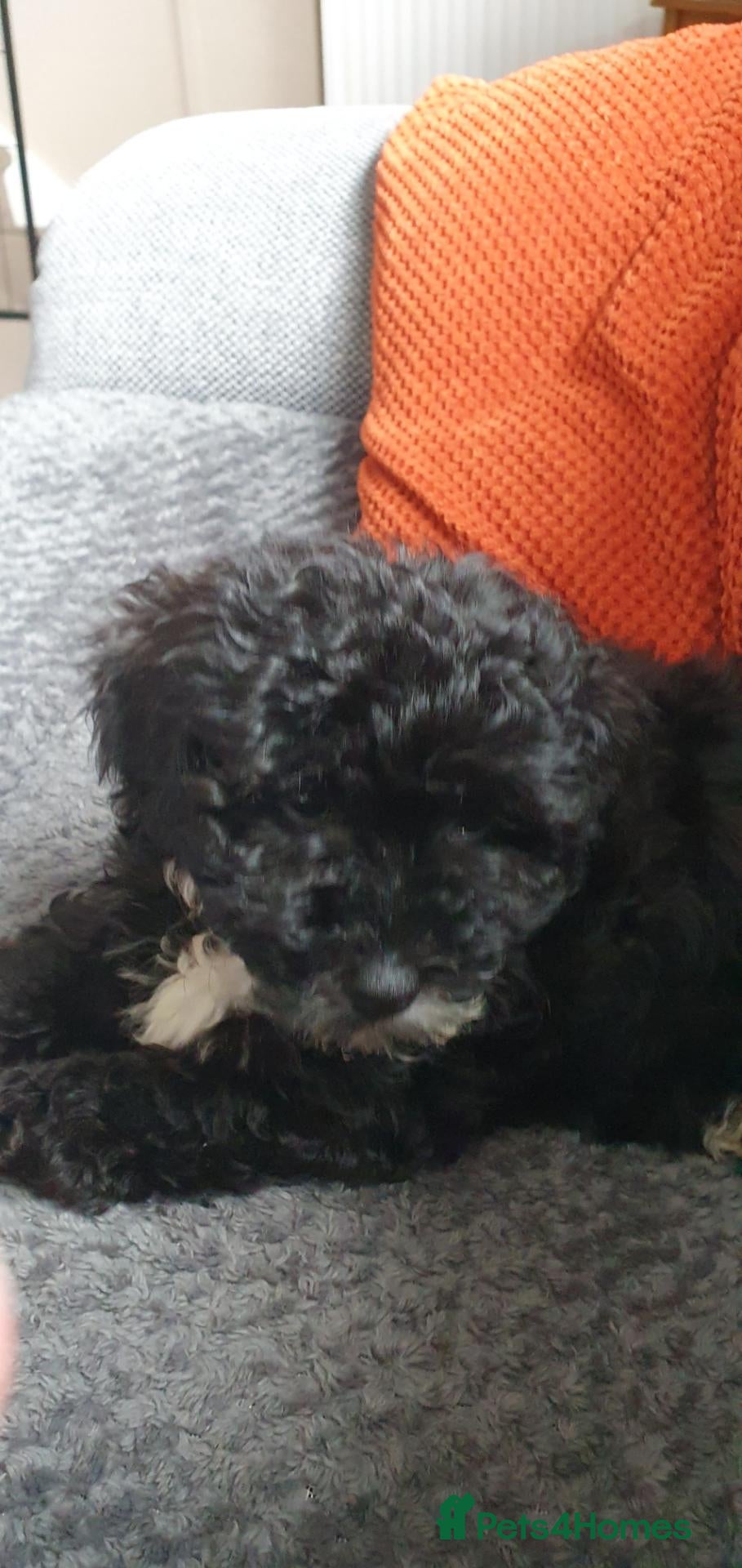 Poochon dogs Beautiful cuddly female Poochon - Advert 3