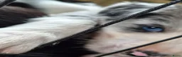 Mixed Breed dogs for sale: Beardie border x blue merle and tri coloured - Advert 25