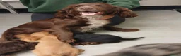 Cockapoo dogs for sale: Cockapoo puppys  - Advert 10