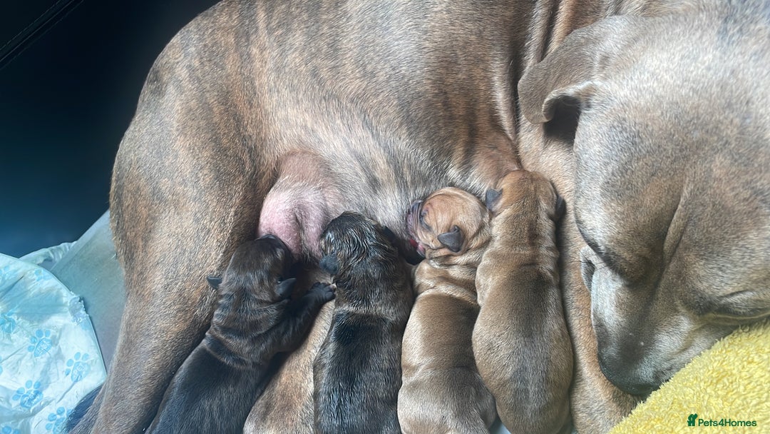 Mixed Breed dogs for sale: 16 week American Bulldog/staff - Advert 3