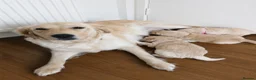 Golden Retriever dogs for sale: Girls Cream Golden Retriever  - Advert 2