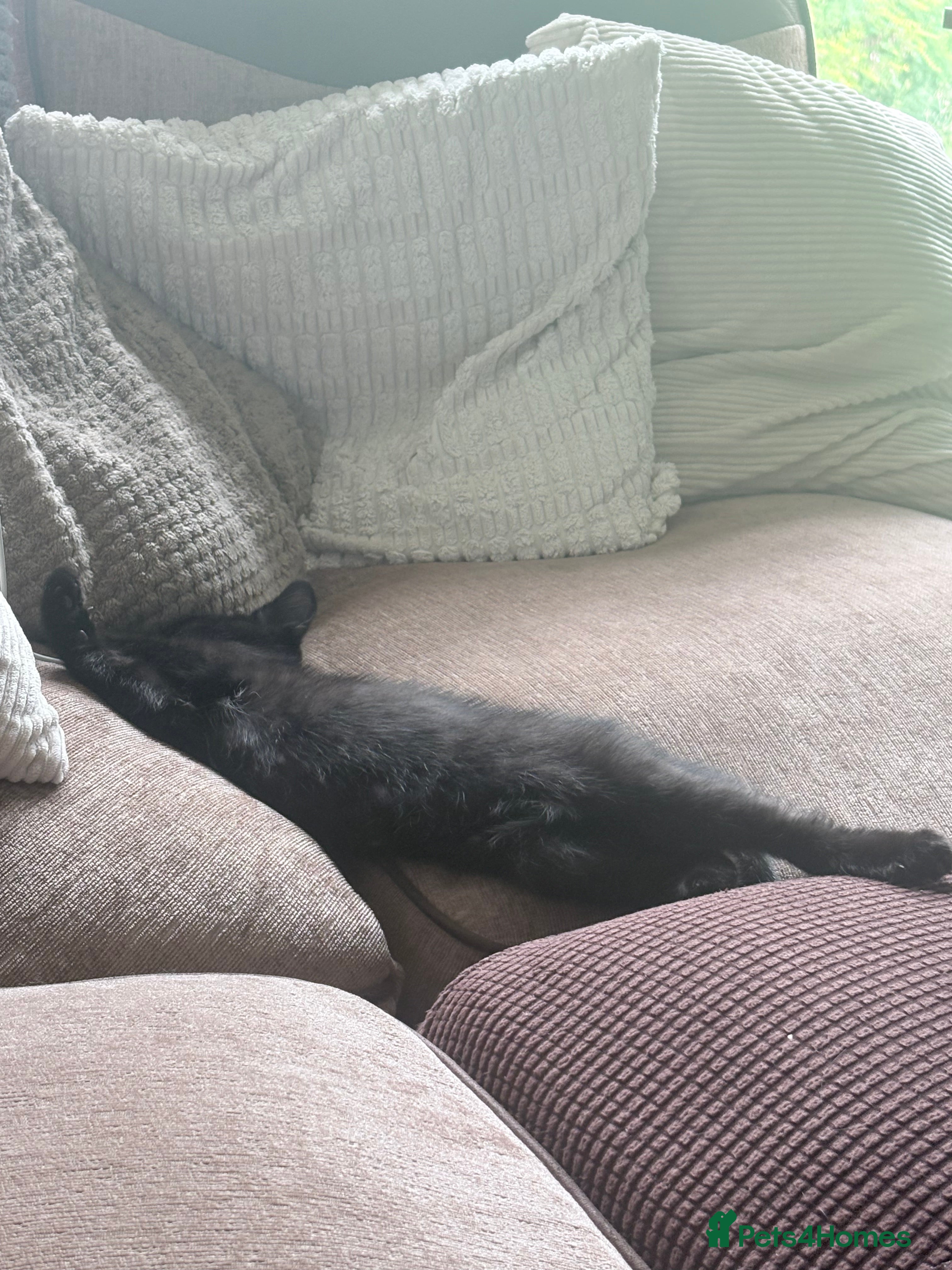 British Shorthair cats Black vaccinated female kitten 13 weeks  - Advert 5