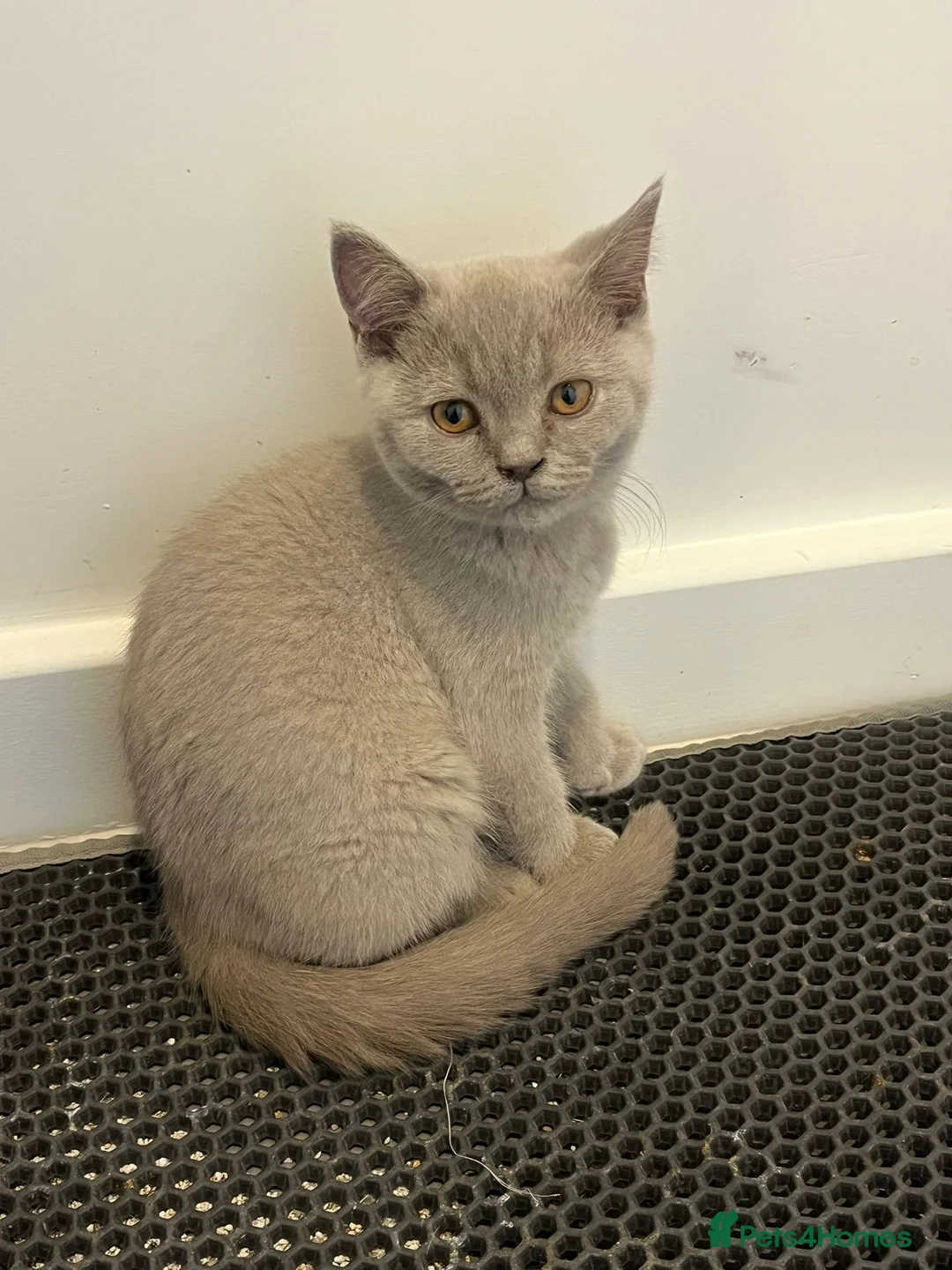 British Shorthair cats for sale: Pedigree British shorthair kittens  - Advert 2