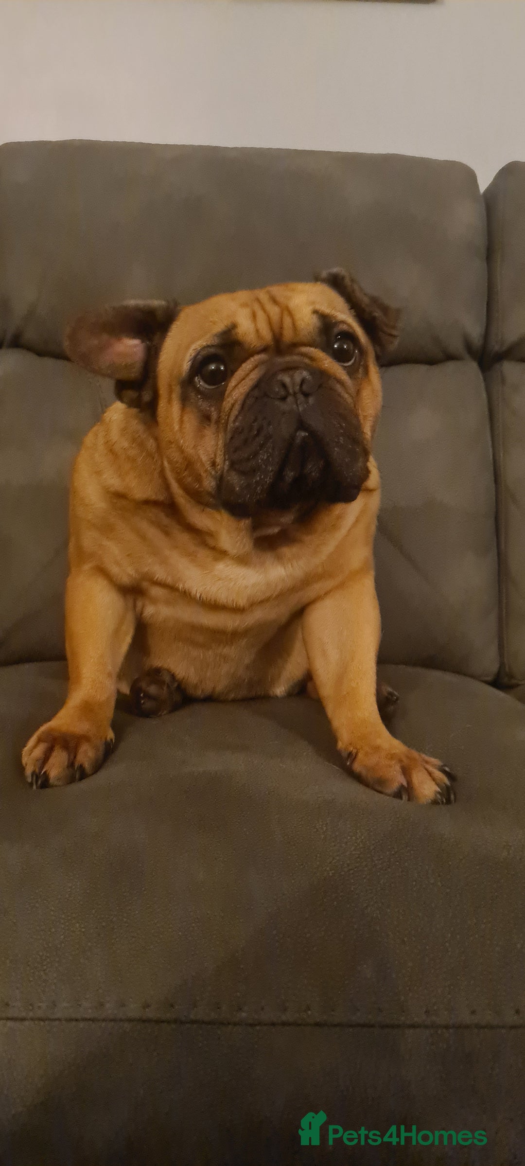 French Bulldog dogs for sale: Milo the frenchie - Advert 2