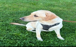 Labrador Retriever dogs for adoption: Dennis * Labrador Retriever * 240800 - Image 1