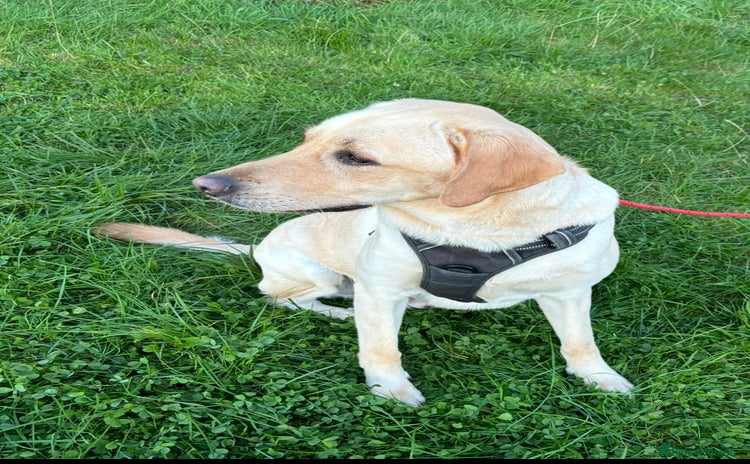 Labrador Retriever dogs - Advert 13
