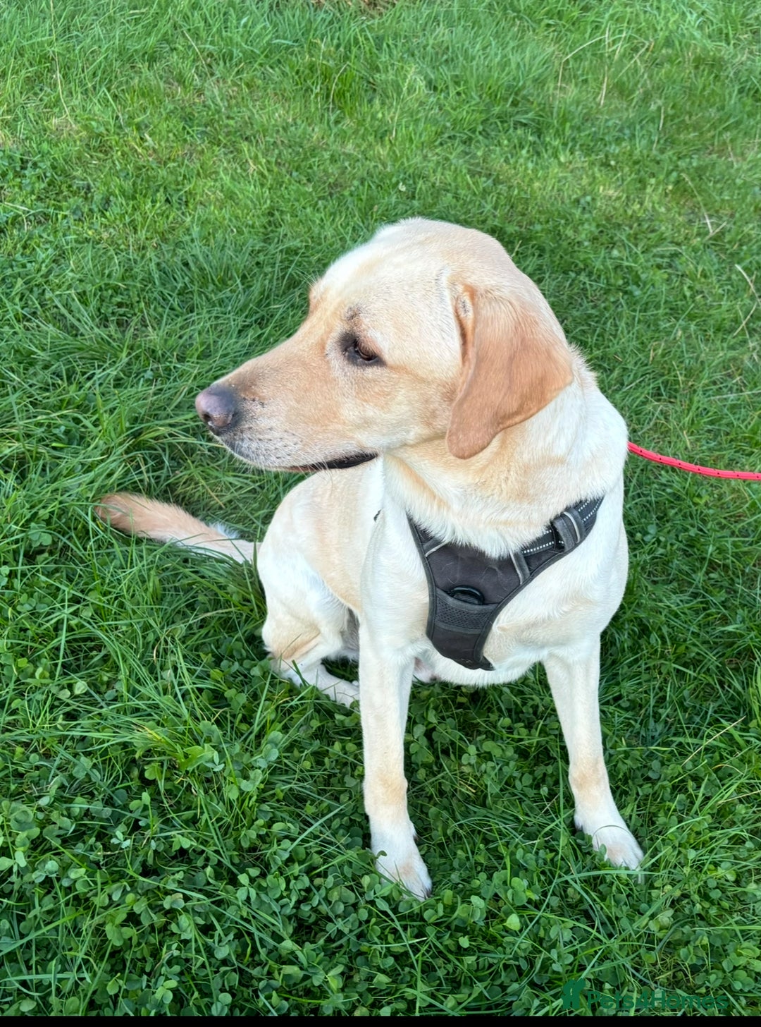 Labrador Retriever dogs for adoption: Dennis * Labrador Retriever * 240800 - Image 1