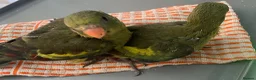 Parakeets birds for sale: Hand reared baby Rock Pebblers - Advert 4