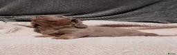 Miniature Dachshund dogs for sale: Miniature Dachshund  - Advert 28