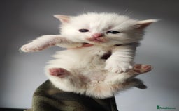 Ragdoll cats for sale: Beautiful ragdolls  - Image 3
