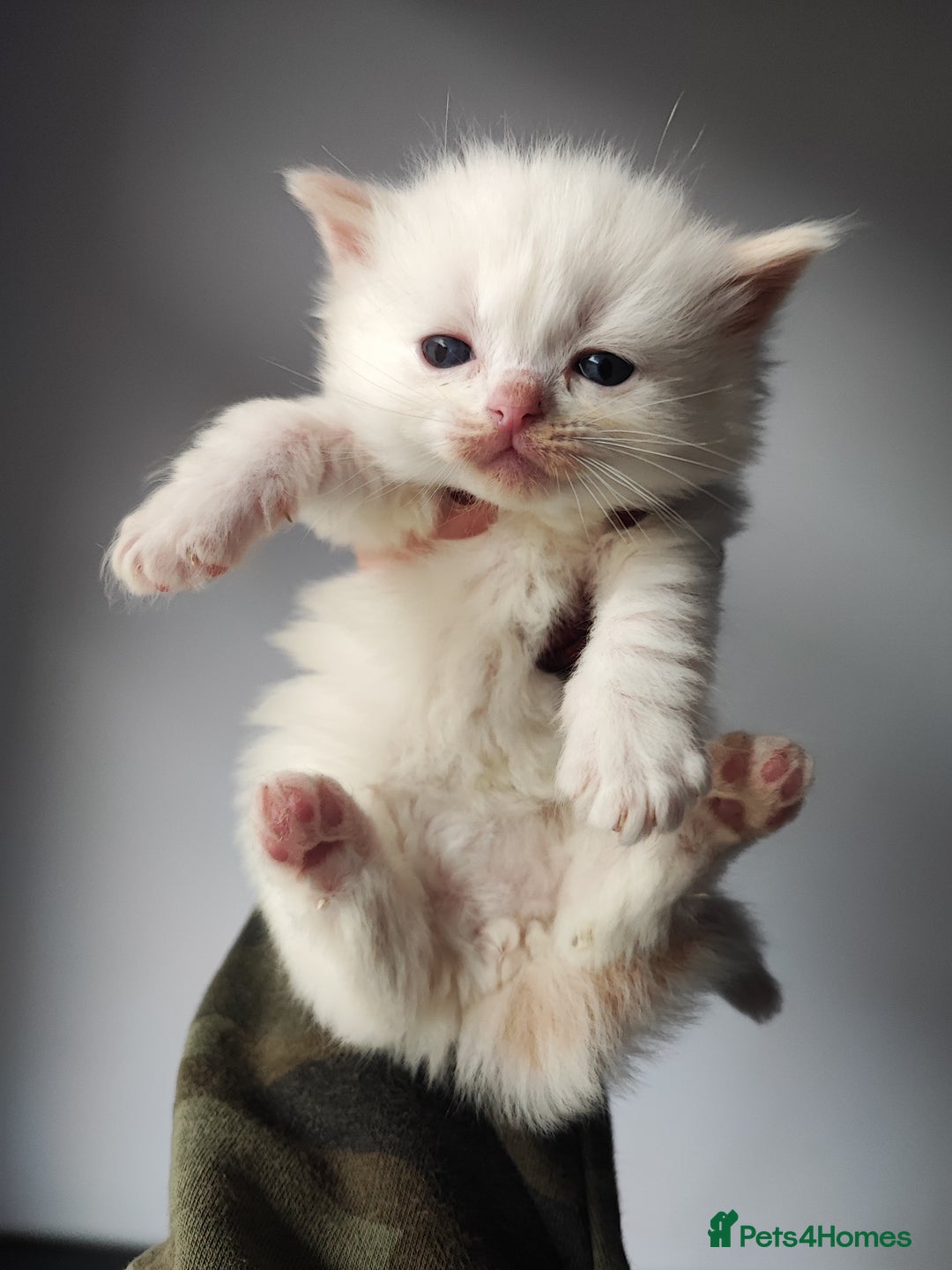 Ragdoll cats for sale: Beautiful ragdolls  - Image 3