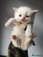 Ragdoll cats - Advert 11