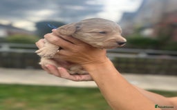 Cockapoo dogs for sale: Stunning f1b cockapoo puppies!!  - Image 14